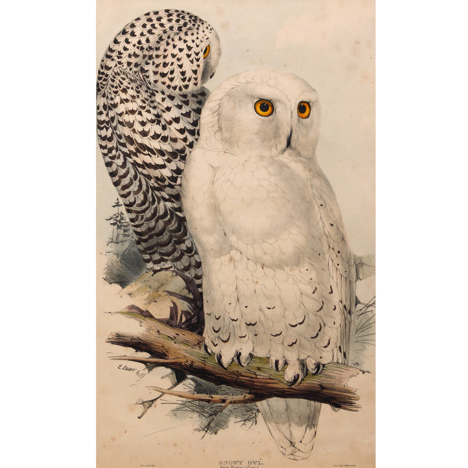 JOHN GOULD