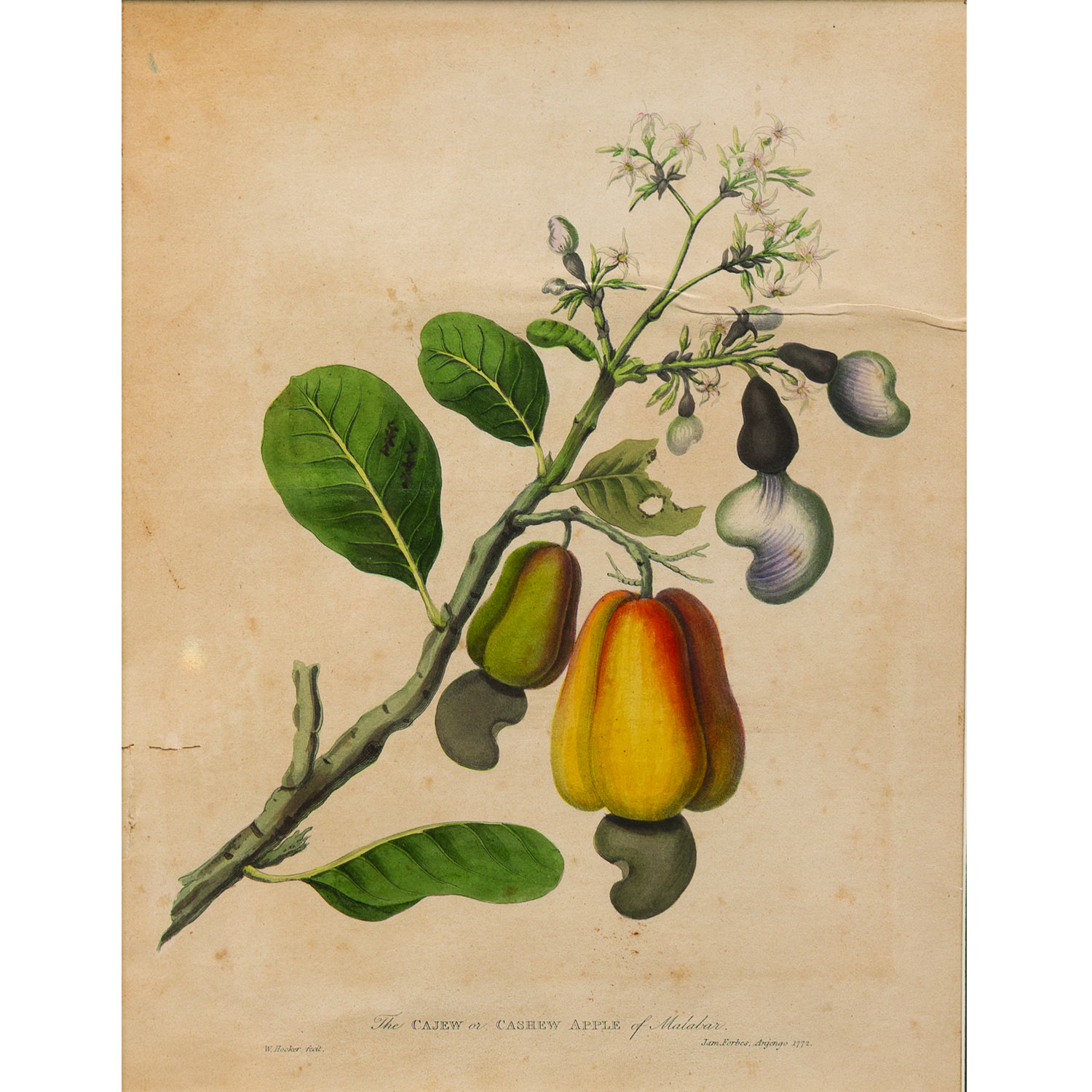 THE CAJEW OR CASHEW APPLE OF MALABAR