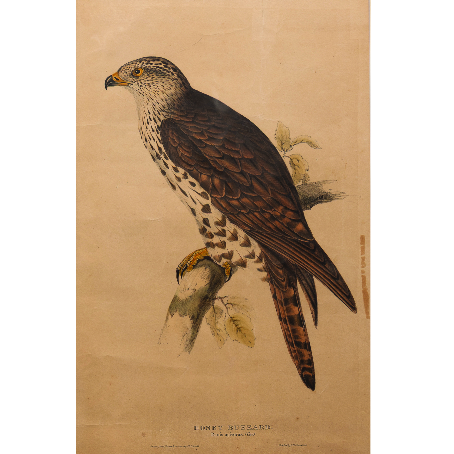 HONEY BUZZARD