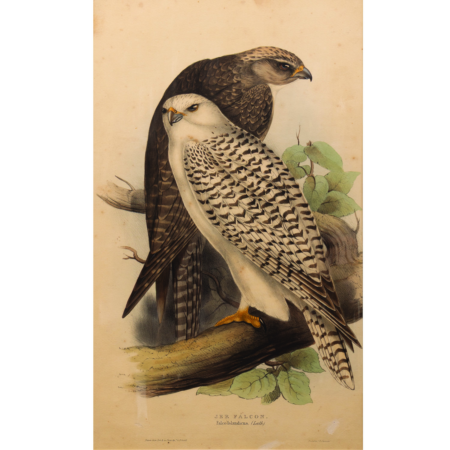 JER FALCON