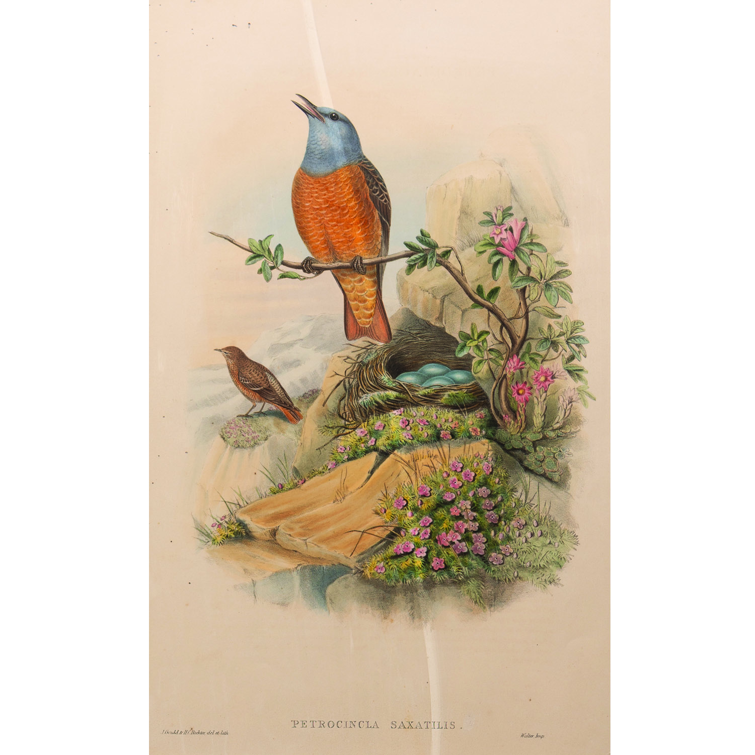 PETROCINCLA SAXATILIS