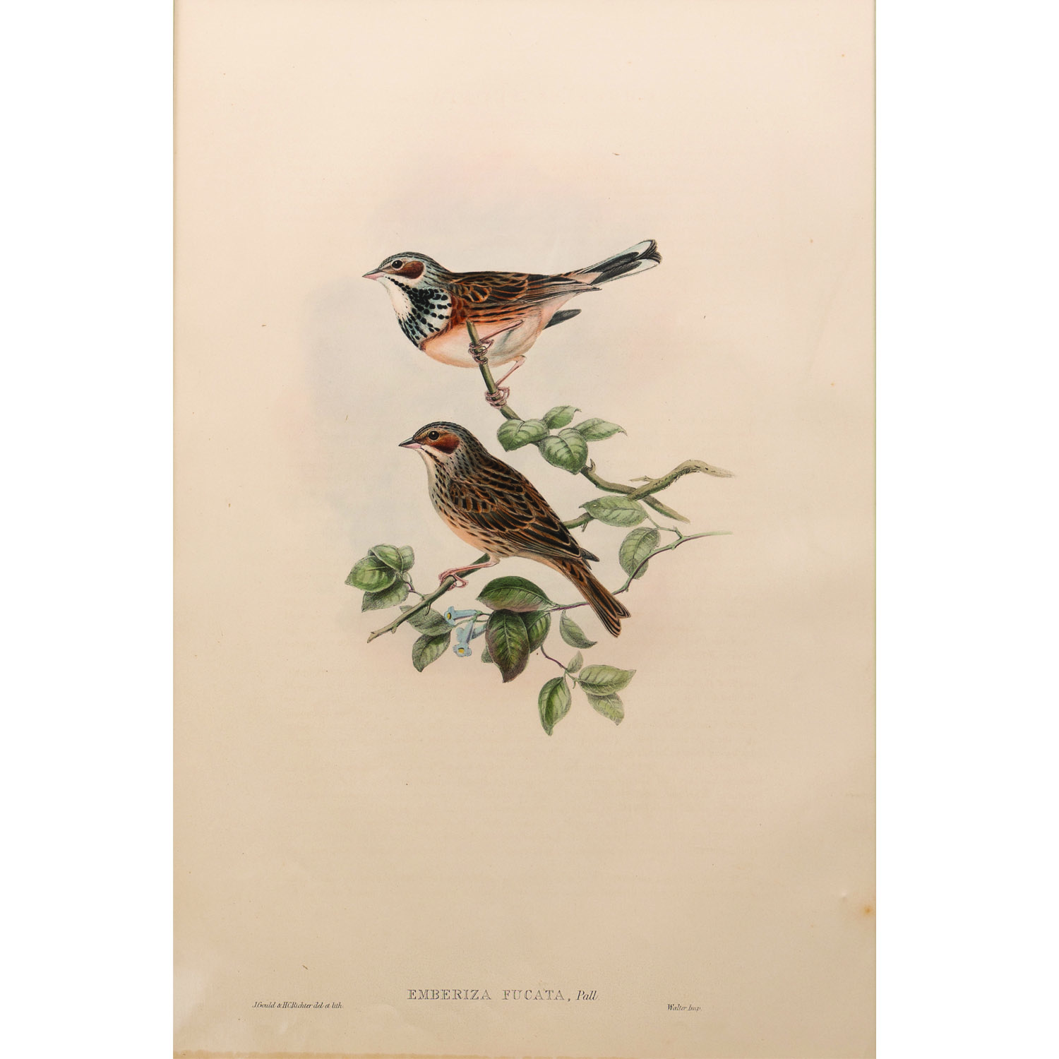 EMBERIZA FUCATA