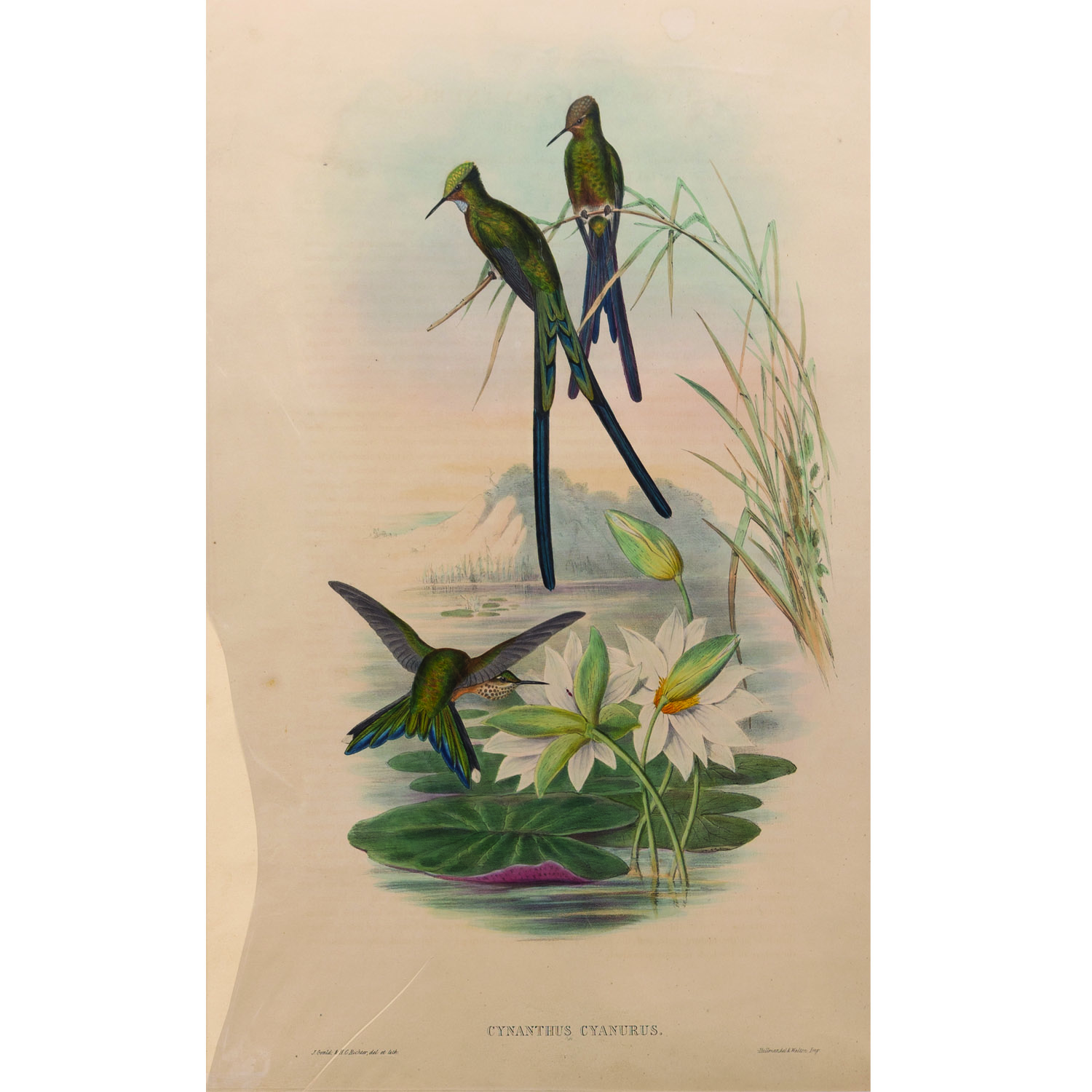 CYNANTHUS CYANURUS