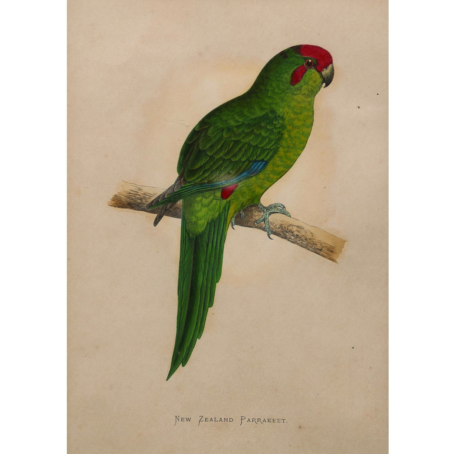 NEW ZEALAND PARRAKEET