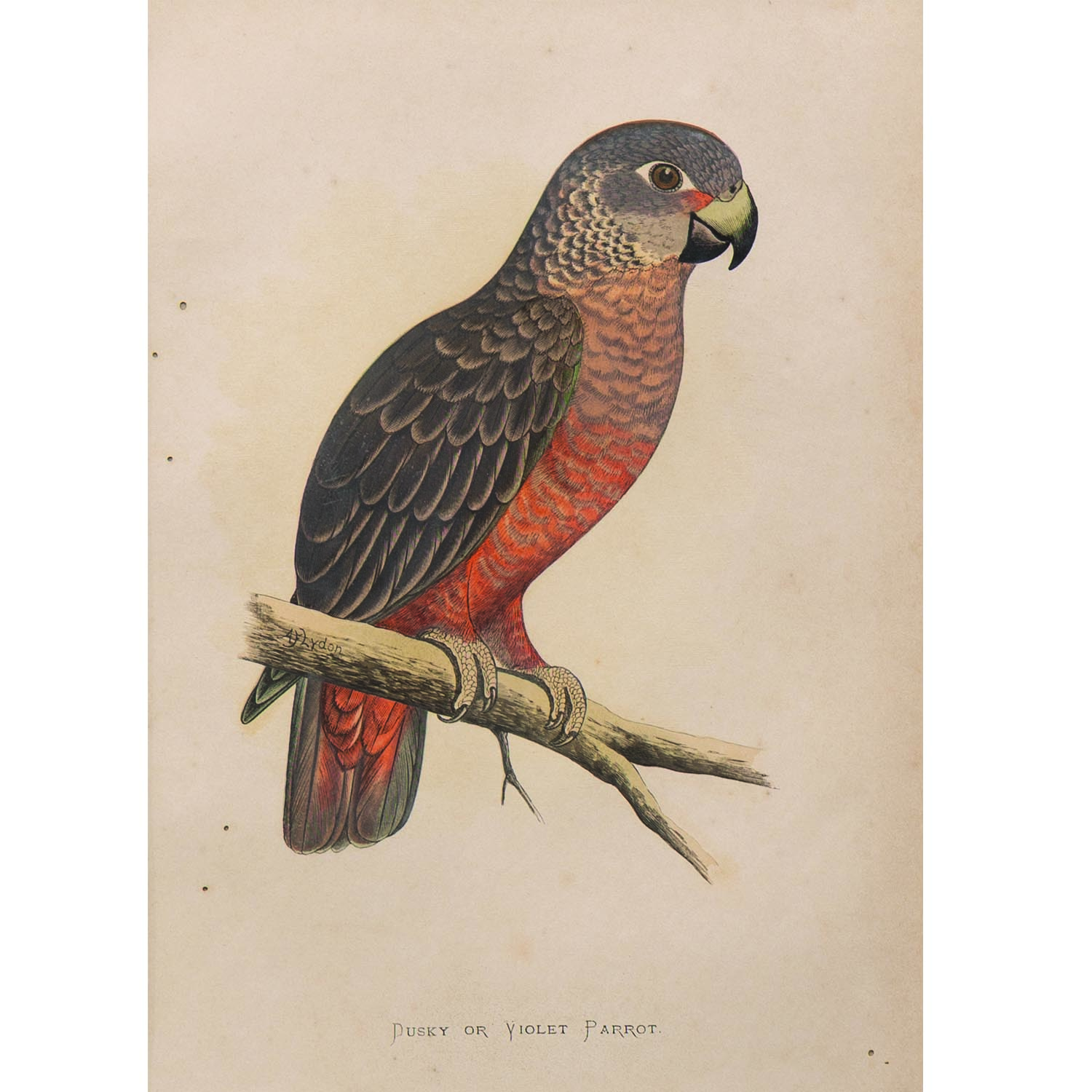 DUSKY OR VIOLET PARROT