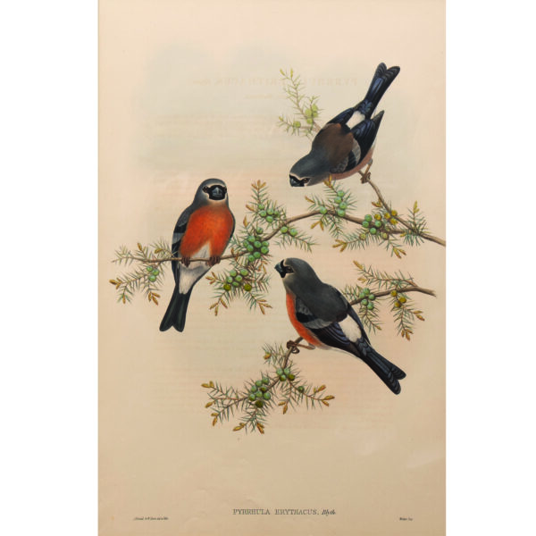 PYRRHULA ERYTHACUS