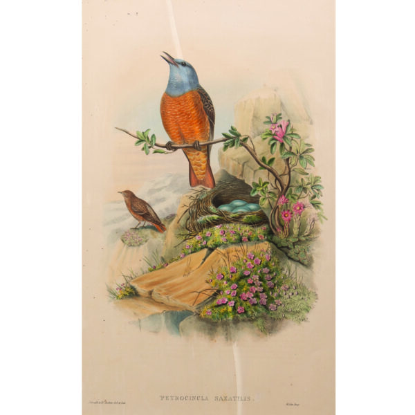 PETROCINCLA SAXATILIS