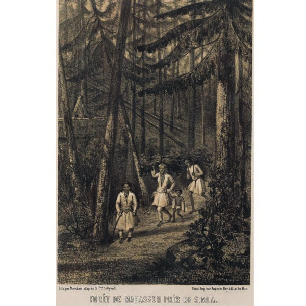 FORET DE MAHASSOU PRES DE SIMLA
