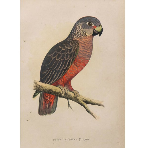 ORANGE BELLIED PARRAKEET